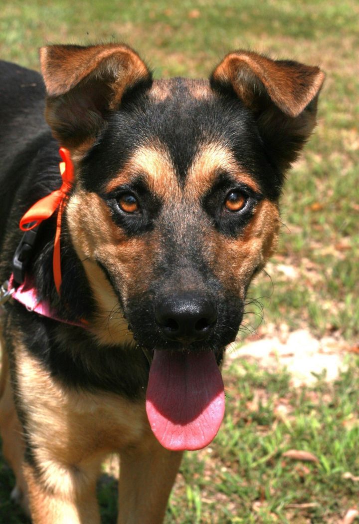 German shepherd australian store cattle dog mix