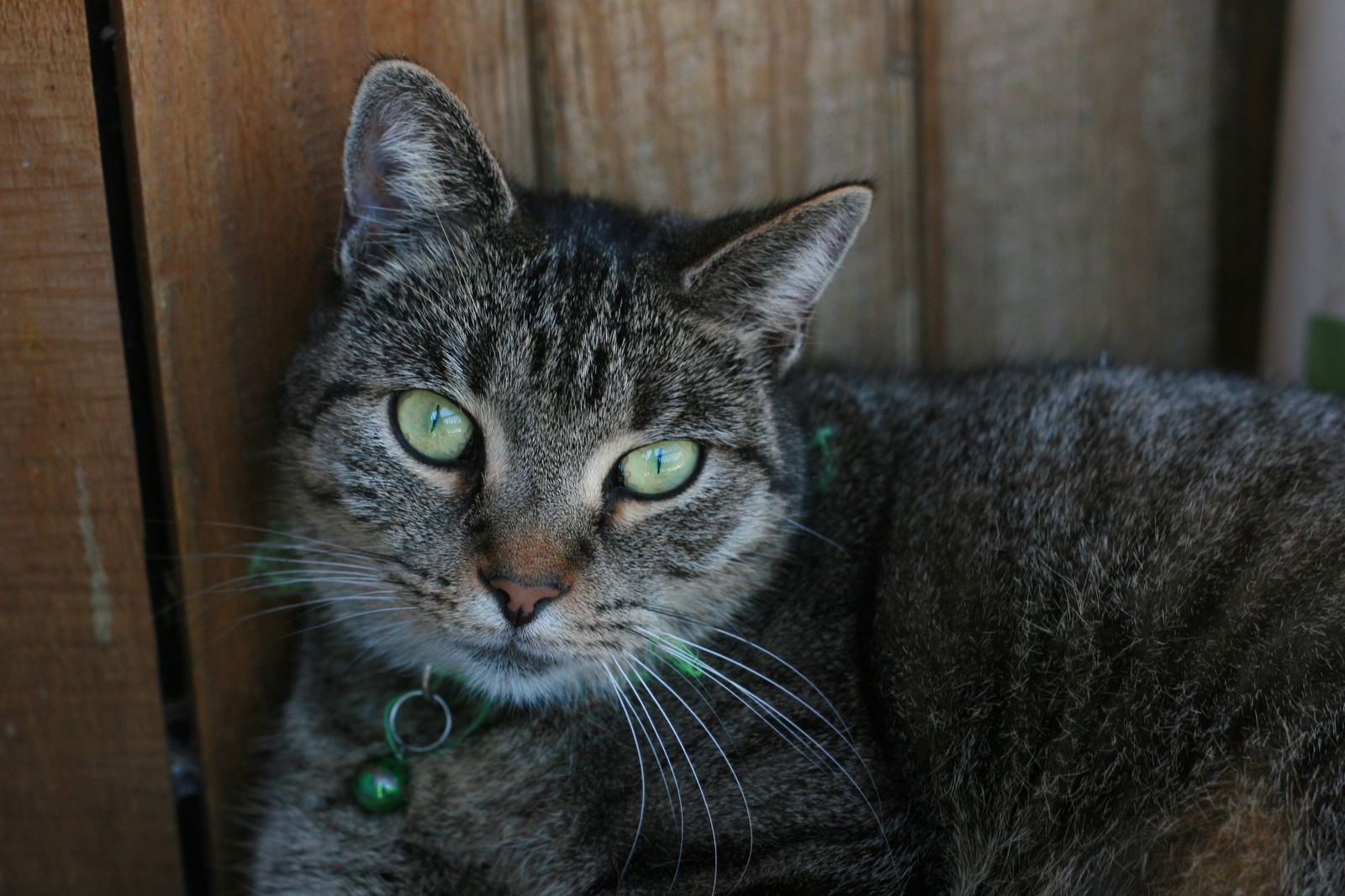 Scully, an adoptable Domestic Short Hair in Attalla, AL, 35954 | Photo Image 2