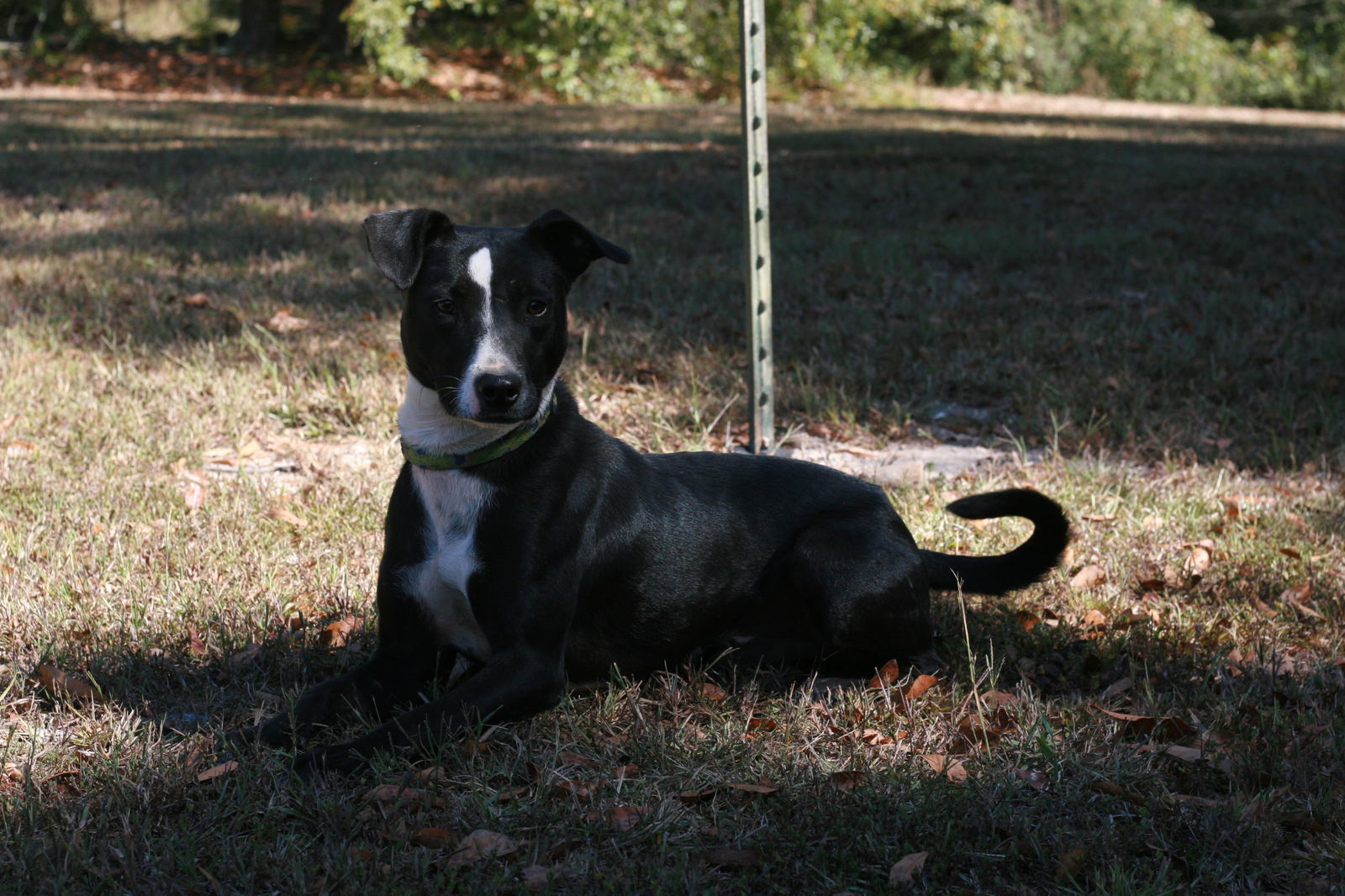 Maverick, an adoptable Basenji, Labrador Retriever in Attalla, AL, 35954 | Photo Image 3