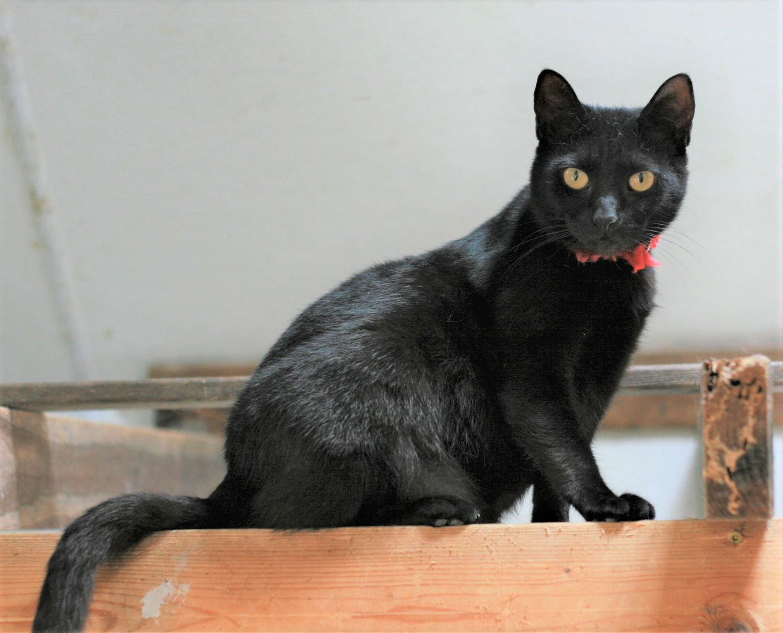 Maleigha, an adoptable Domestic Short Hair in Attalla, AL, 35954 | Photo Image 2