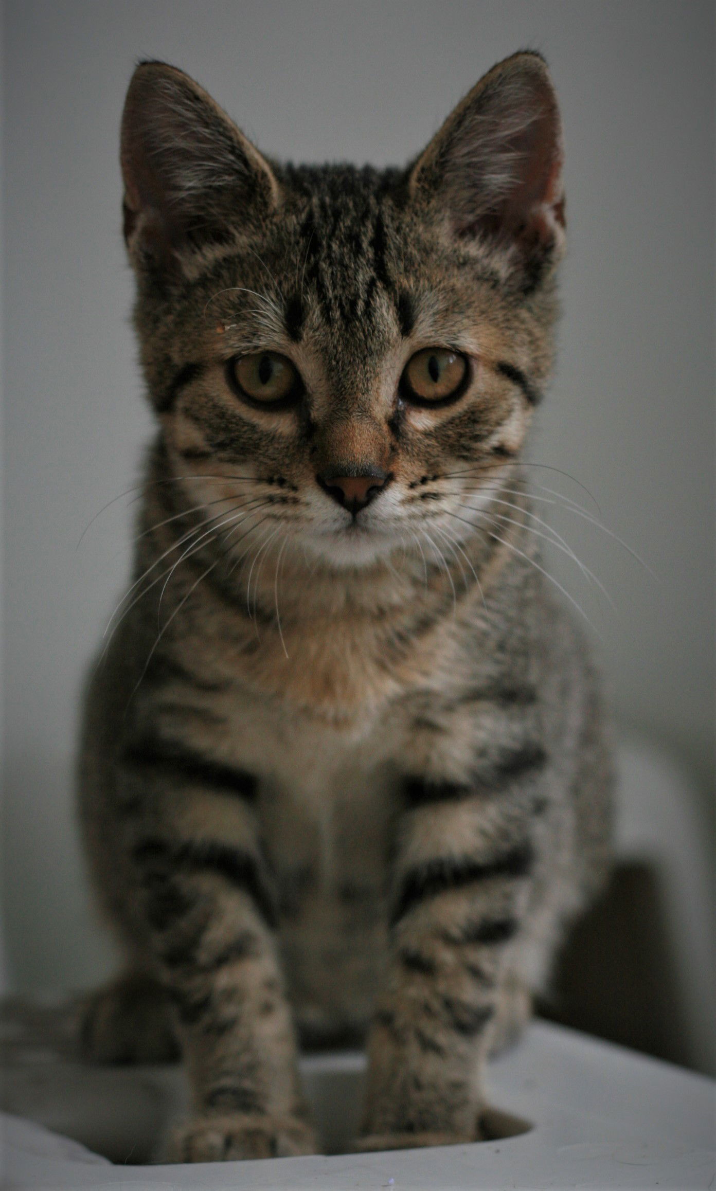 Chowder, an adoptable Domestic Short Hair, Tabby in Attalla, AL, 35954 | Photo Image 3