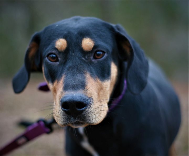 black and tan coonhound doberman mix puppies