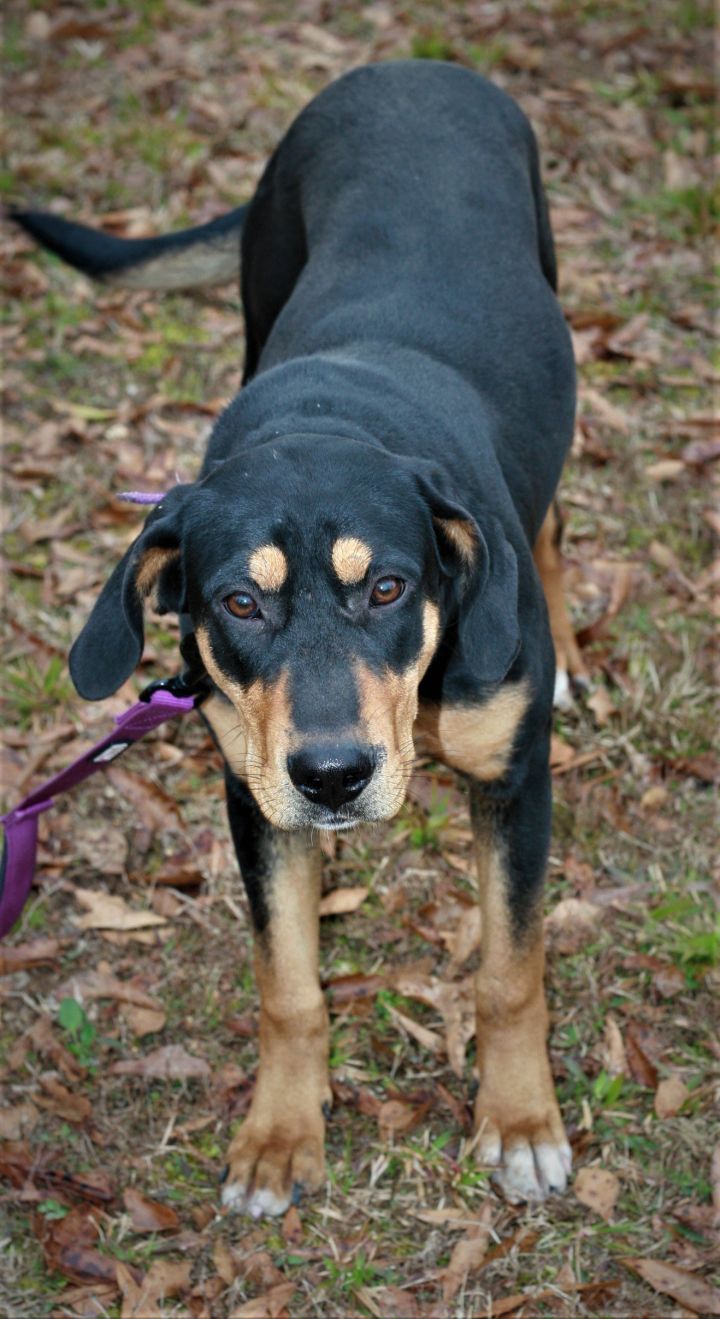 doberman hound mix puppies