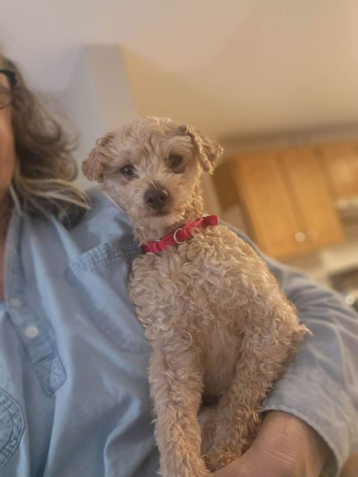 Teddy, an adopted Miniature Poodle in Brunswick, ME_image-1