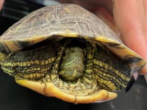 A106888, Adult Unknown unknown
