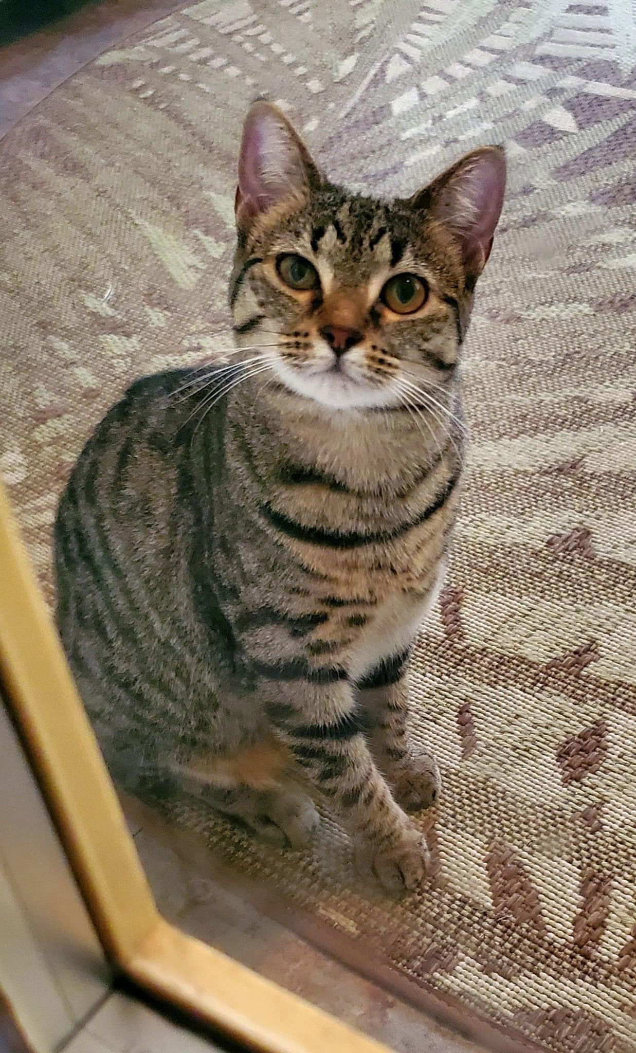 Felicie, an adoptable Domestic Short Hair in Oakboro , NC, 28129 | Photo Image 2