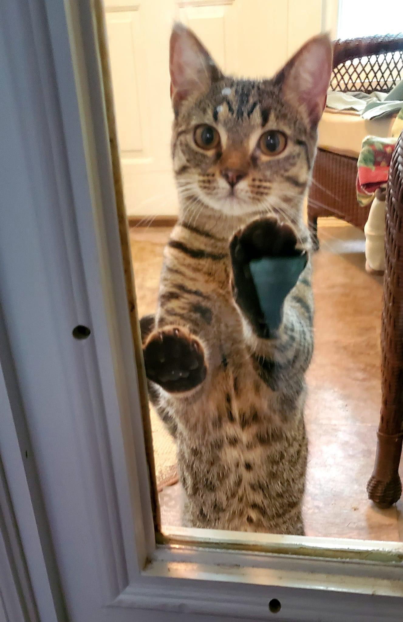 Felicie, an adoptable Domestic Short Hair in Oakboro , NC, 28129 | Photo Image 3