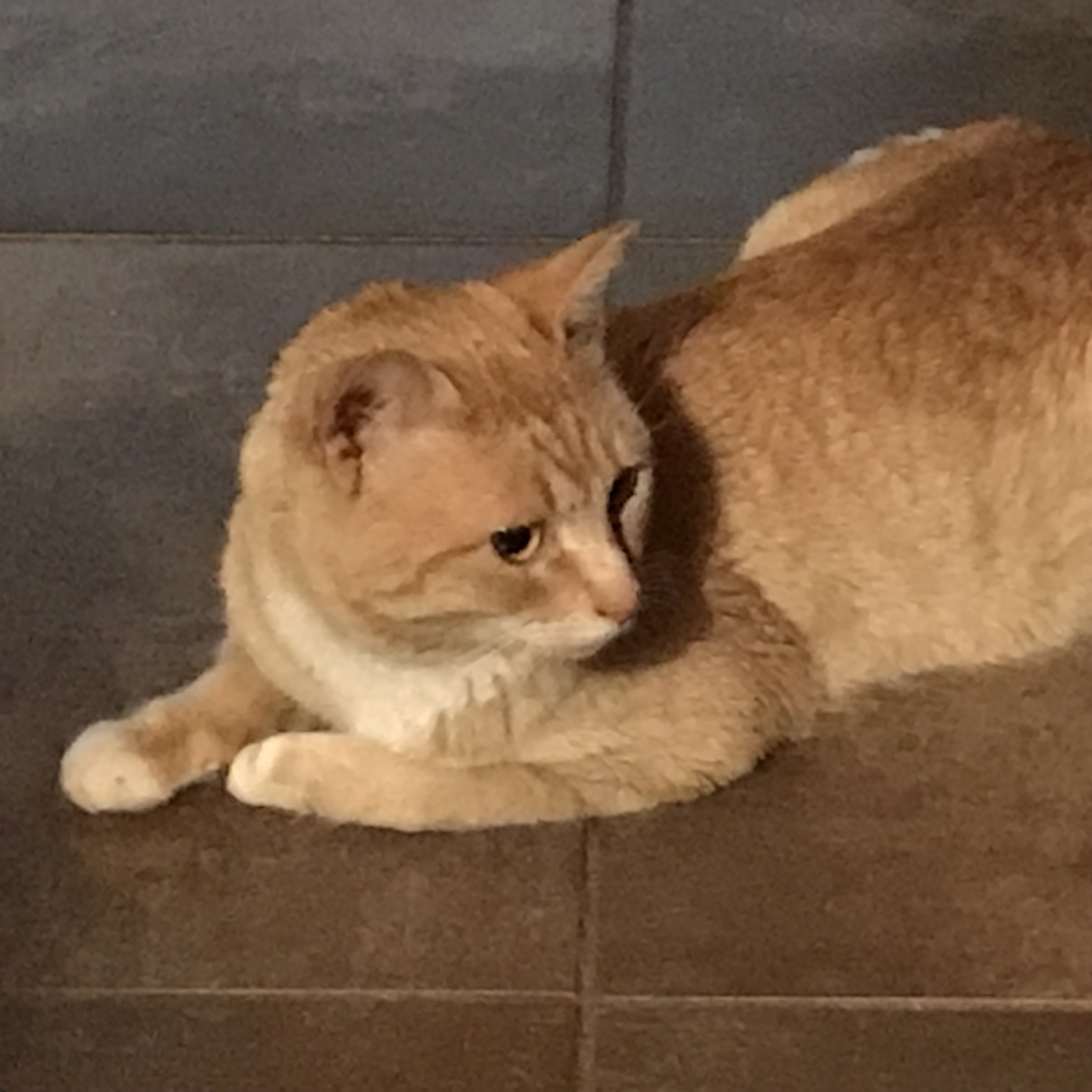 Elwood, an adoptable Domestic Short Hair in Santa Fe, NM, 87501 | Photo Image 1