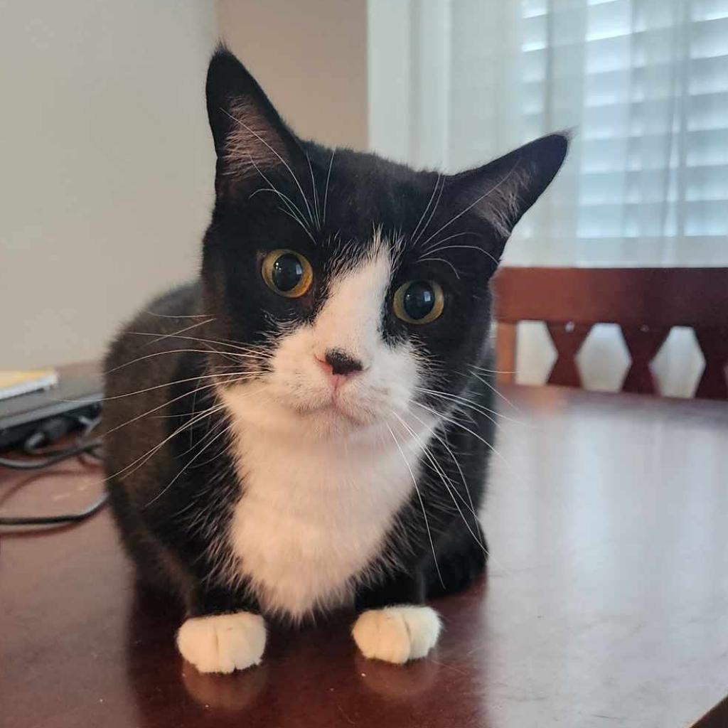 Camille, an adoptable Domestic Short Hair in Allen, TX, 75013 | Photo Image 1