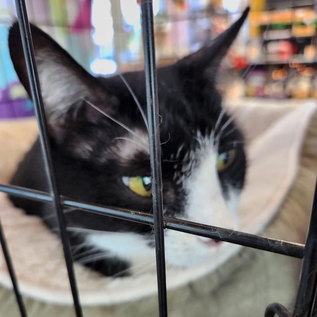 Camille, an adoptable Domestic Short Hair in Allen, TX, 75013 | Photo Image 2