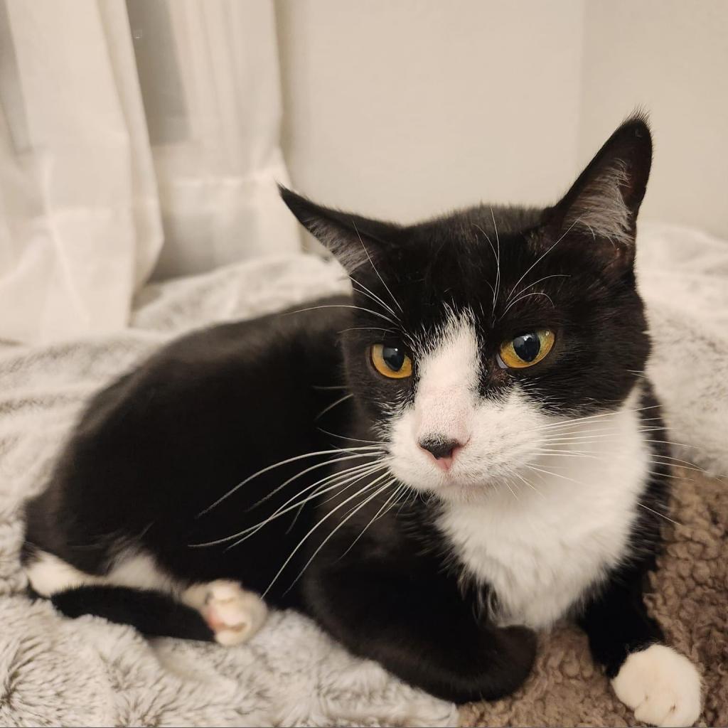 Camille, an adoptable Domestic Short Hair in Allen, TX, 75013 | Photo Image 3