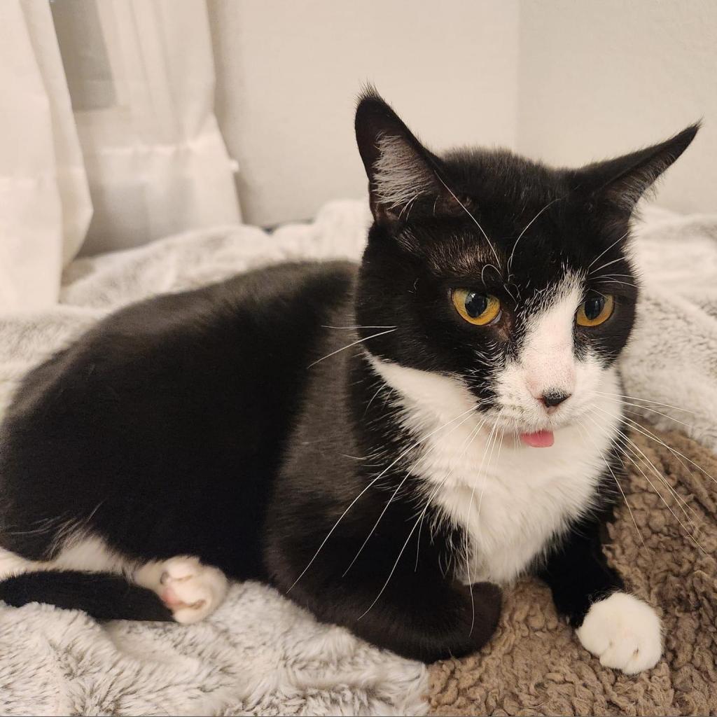 Camille, an adoptable Domestic Short Hair in Allen, TX, 75013 | Photo Image 4
