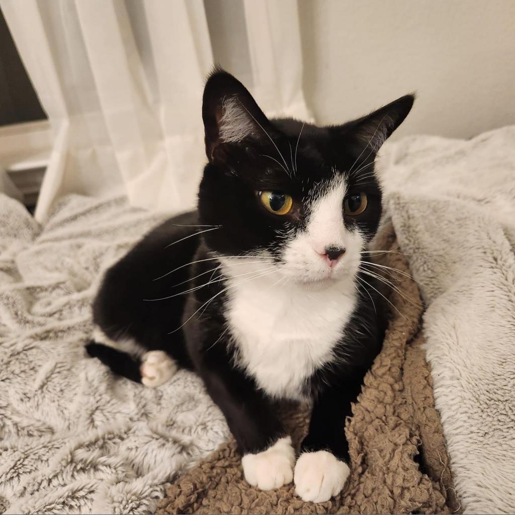 Camille, an adoptable Domestic Short Hair in Allen, TX, 75013 | Photo Image 5