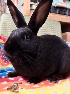 Blackberry is a happy-go-lucky bunny who loves to explore and make new friends With his curious and