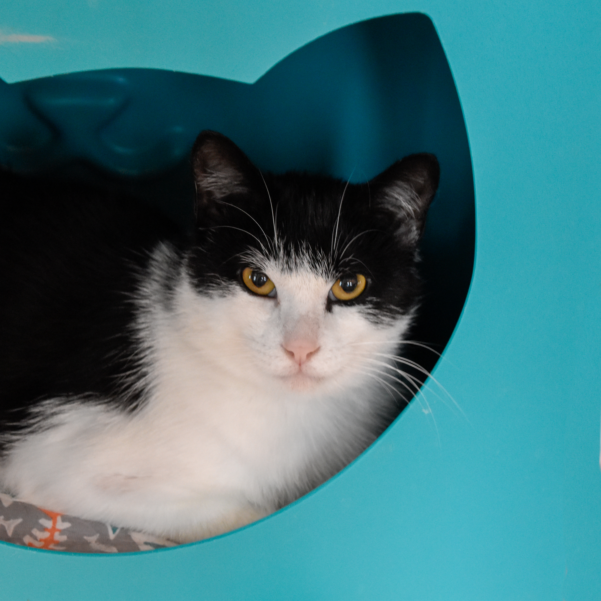 Gherkin, an adoptable Domestic Short Hair in Santa Fe, NM, 87501 | Photo Image 1