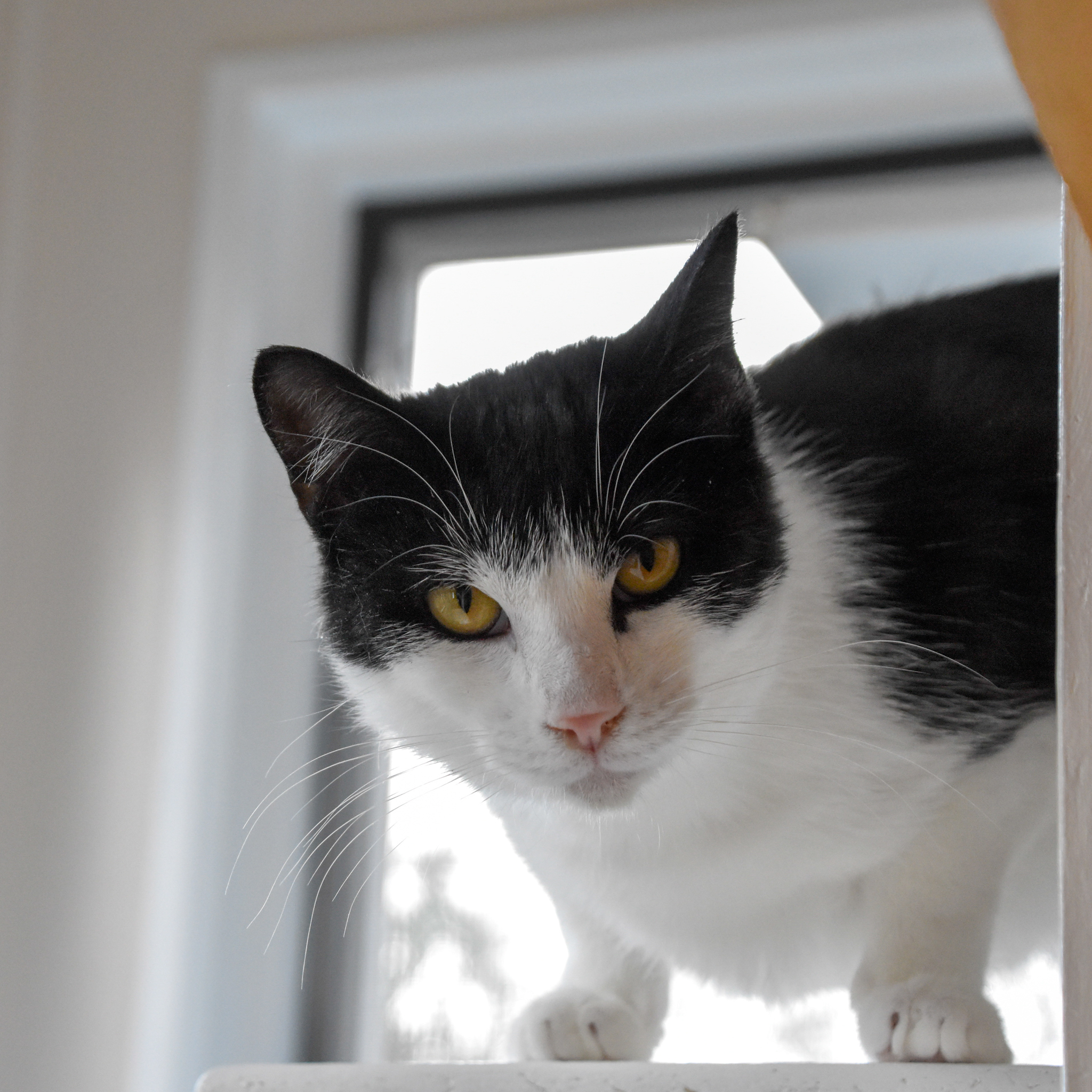 Gherkin, an adoptable Domestic Short Hair in Santa Fe, NM, 87501 | Photo Image 3