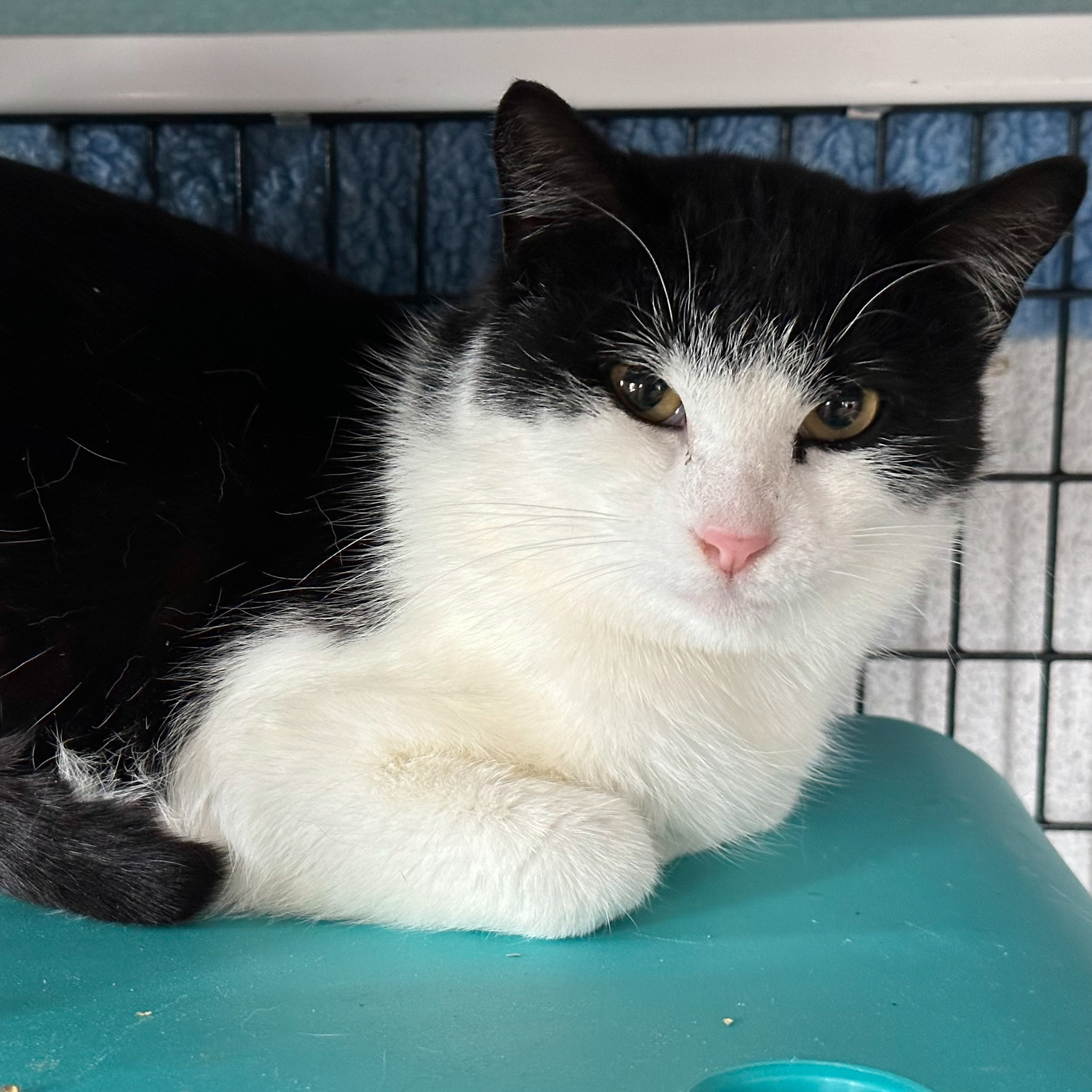 Gherkin, an adoptable Domestic Short Hair in Santa Fe, NM, 87501 | Photo Image 5