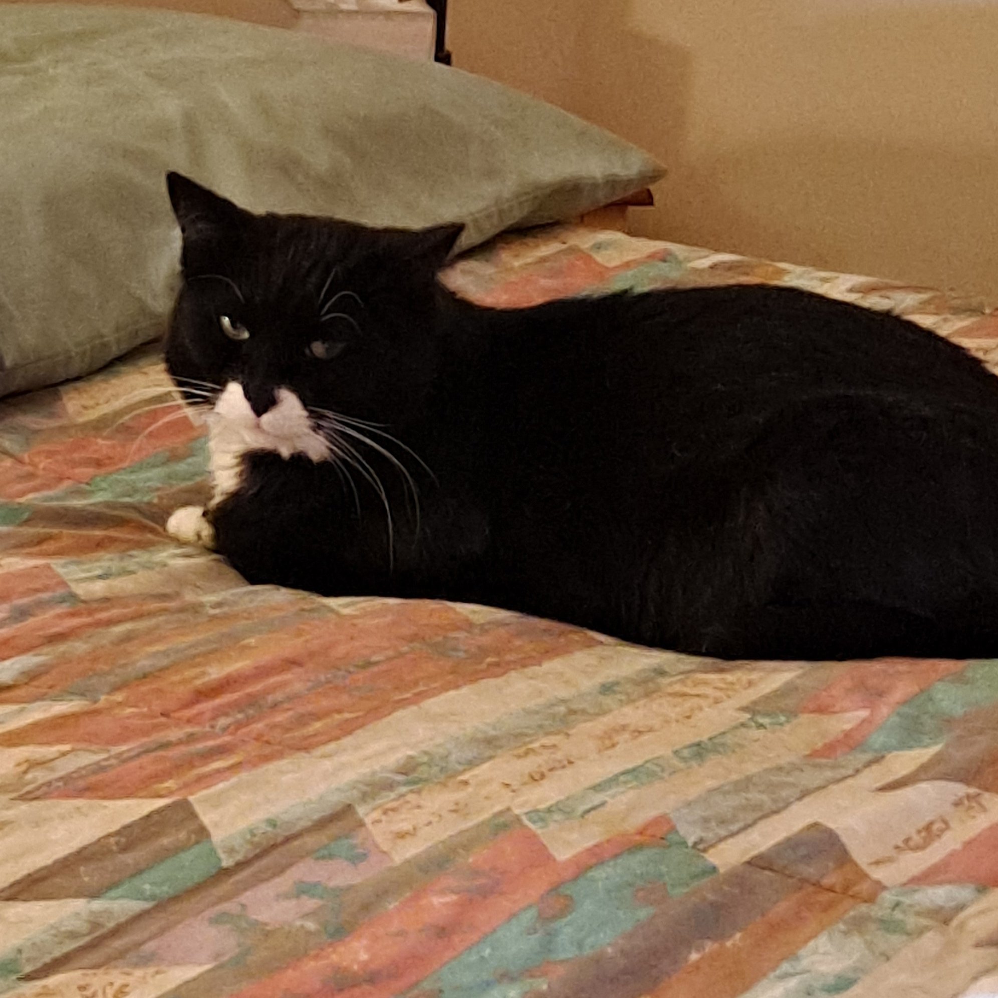 Dill, an adoptable Domestic Short Hair in Santa Fe, NM, 87501 | Photo Image 2