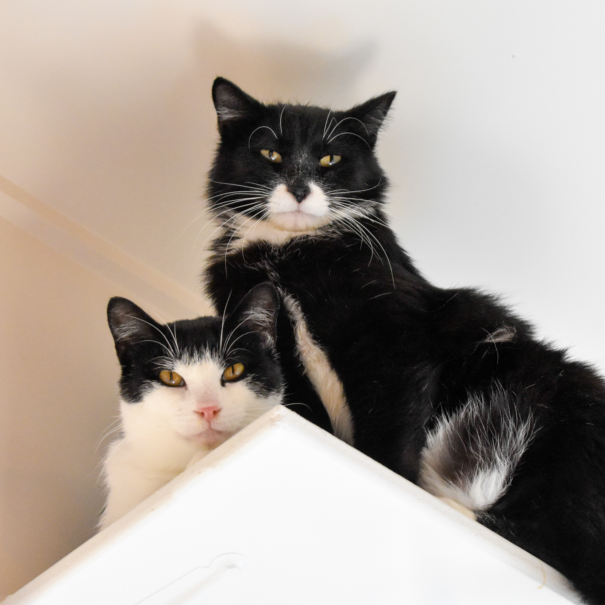 Dill, an adoptable Domestic Short Hair in Santa Fe, NM, 87501 | Photo Image 3