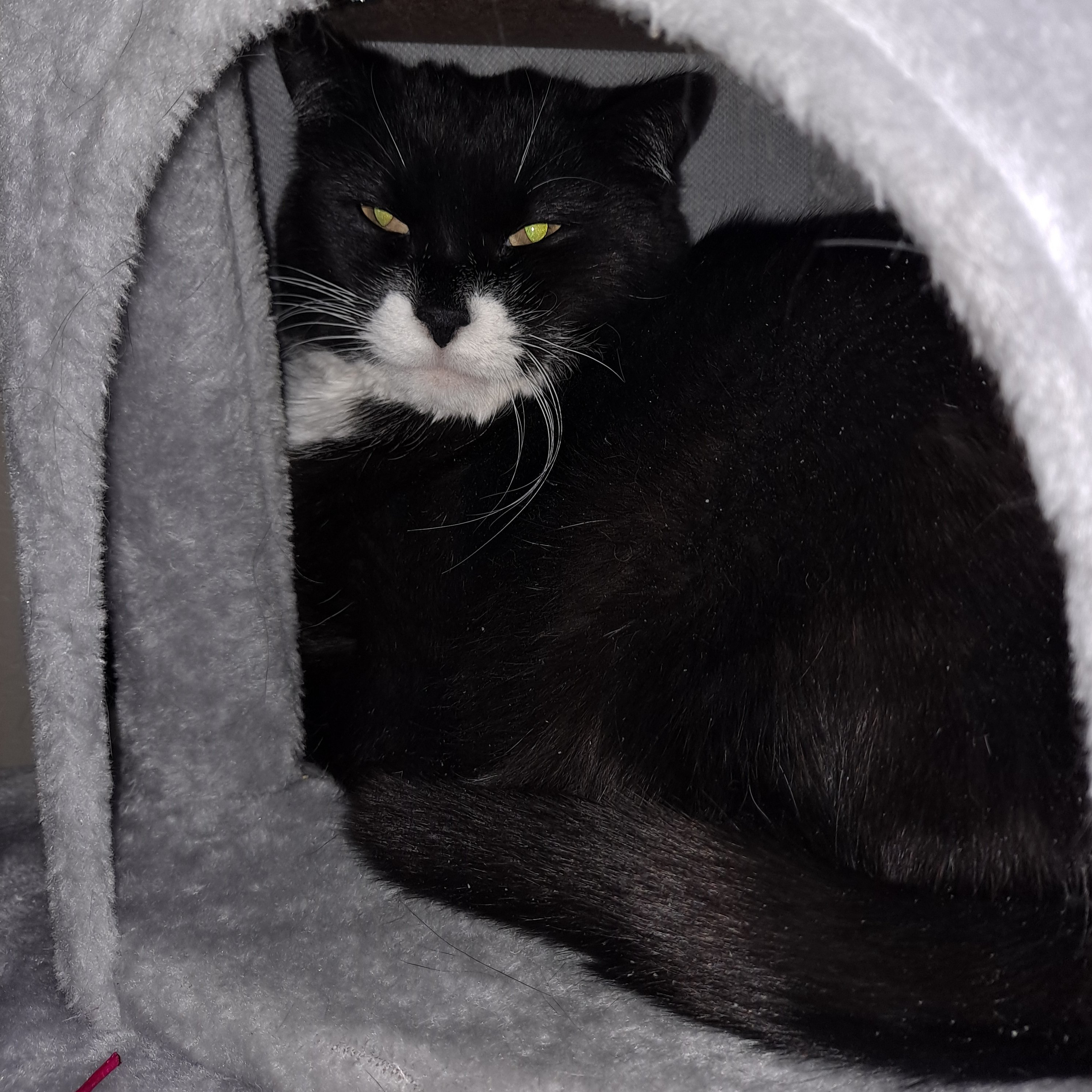 Dill, an adoptable Domestic Short Hair in Santa Fe, NM, 87501 | Photo Image 4