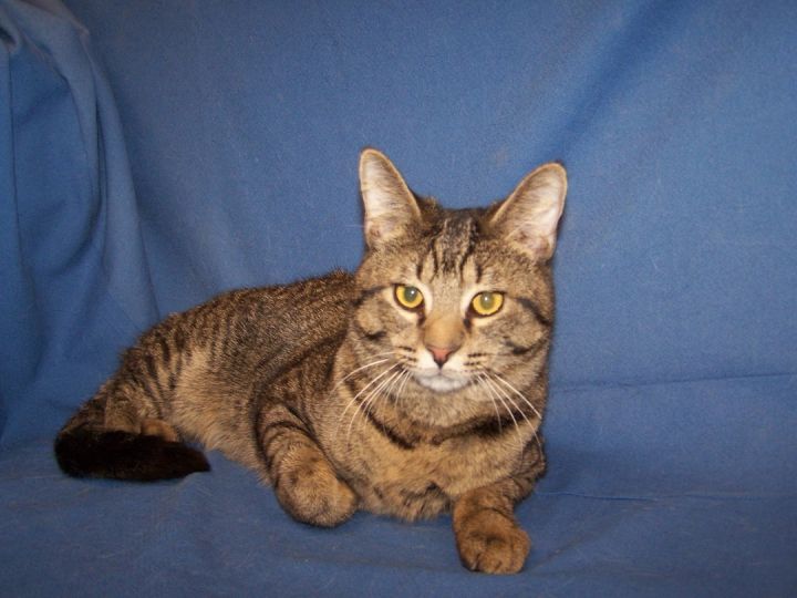Cat for adoption Boyd, a Tabby Mix in Colorado Springs, CO Petfinder