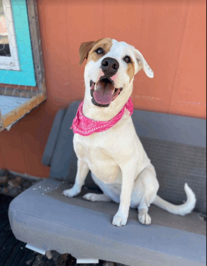 Pixie, an adoptable Labrador Retriever & English Pointer Mix in Williamsburg, NM_image-3