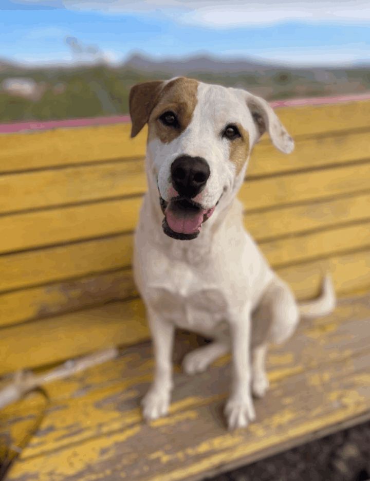 Pixie, an adoptable Labrador Retriever & English Pointer Mix in Williamsburg, NM_image-5