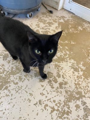 Melanie, Senior Female Domestic Short Hair