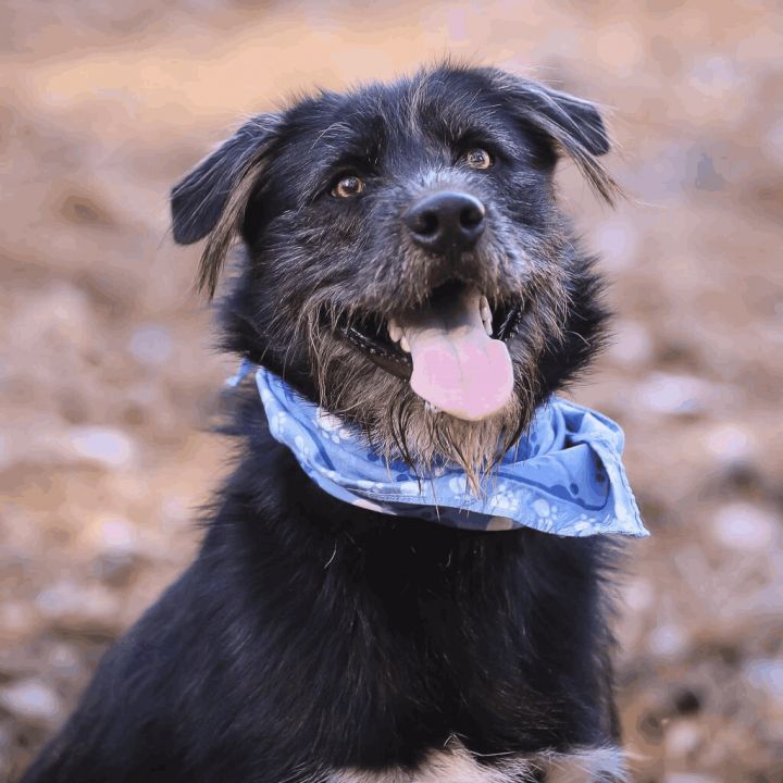 Scruffy, an adopted Terrier Mix in Helena, AL_image-1
