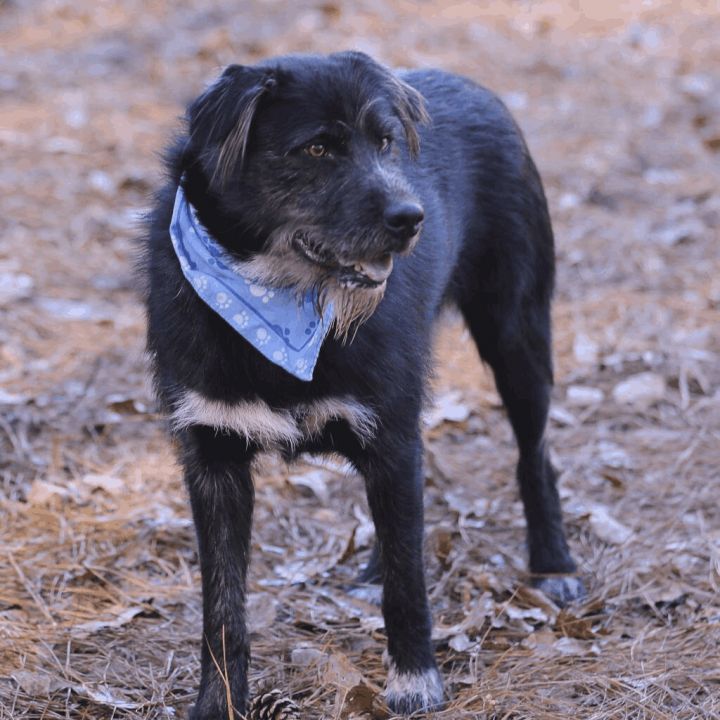 Scruffy, an adopted Terrier Mix in Helena, AL_image-2
