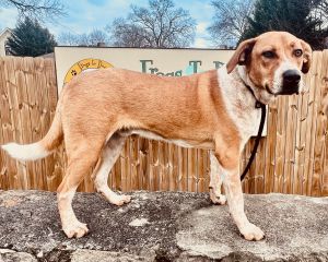 Sweet handsome Clyde is a shy guy but intelligent and eager Hell bloom and grow once hes settled