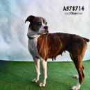 MAXINE's profile on Petfinder.com