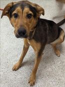 ANNIKA's profile on Petfinder.com