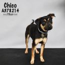 CHICO's profile on Petfinder.com