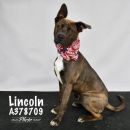 A378709's profile on Petfinder.com