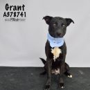 GRANT's profile on Petfinder.com
