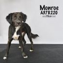 A378220's profile on Petfinder.com