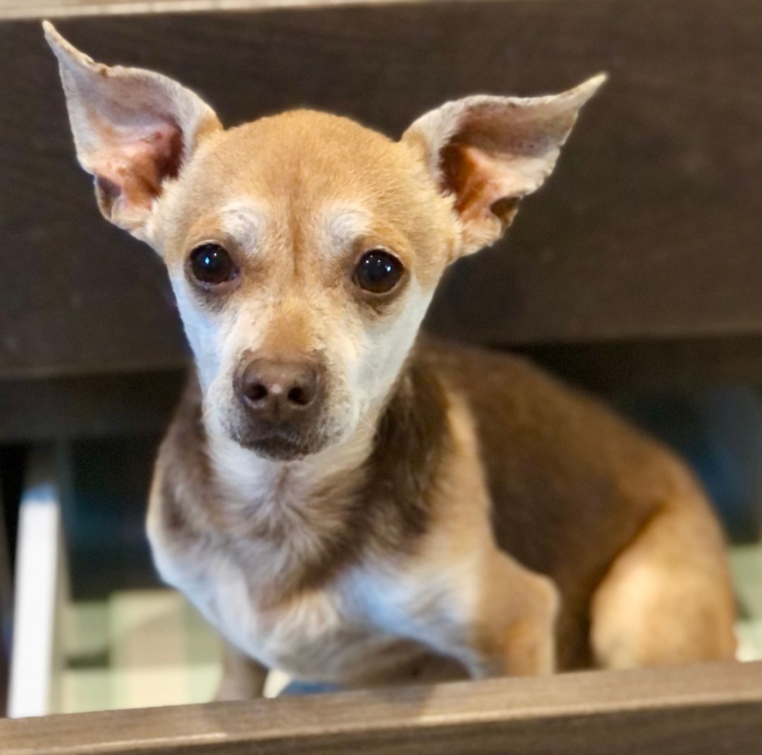 Taco Paco, an adoptable Chihuahua in Snyder, TX, 79550 | Photo Image 1
