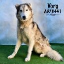 VORG's profile on Petfinder.com