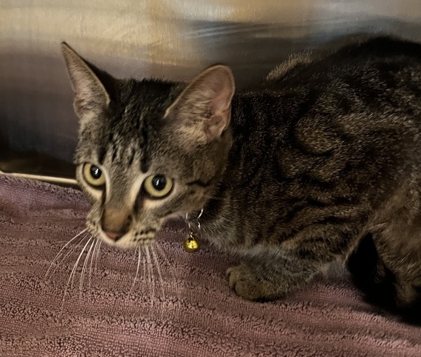 Bell, an adoptable Domestic Short Hair Mix in Pontiac, MI_image-1