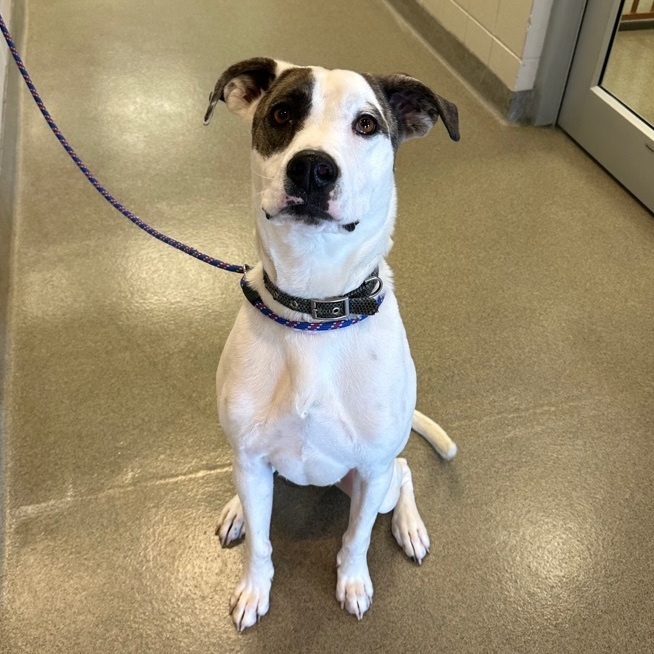 Dog for adoption - Ringo, a Pit Bull Terrier Mix in Kearney, NE | Petfinder