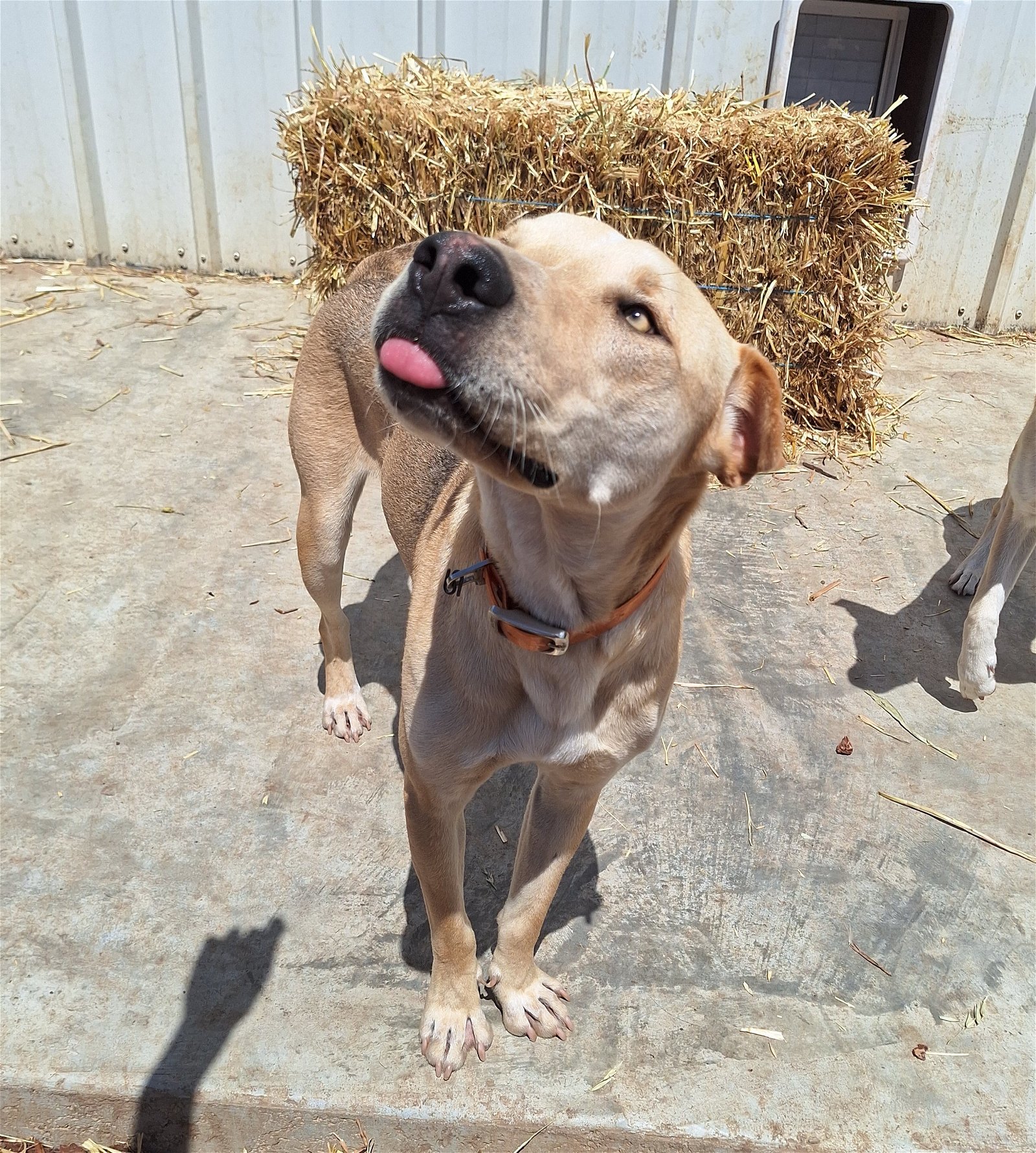 DUTCH, an adoptable Labrador Retriever, Carolina Dog in Chico, CA, 95973 | Photo Image 1