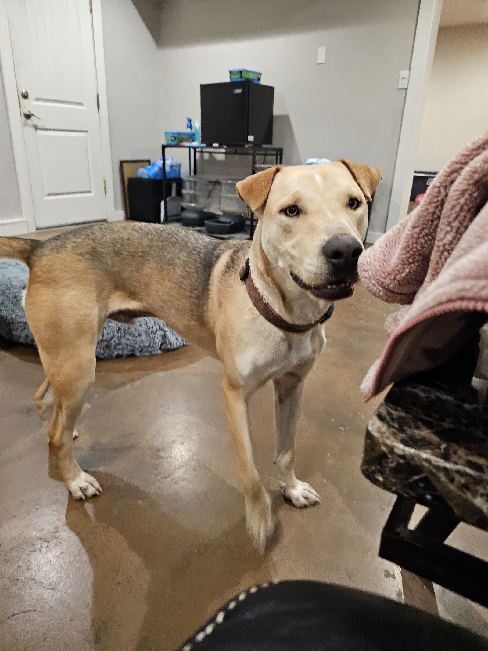 DUTCH, an adoptable Labrador Retriever, Carolina Dog in Chico, CA, 95973 | Photo Image 2