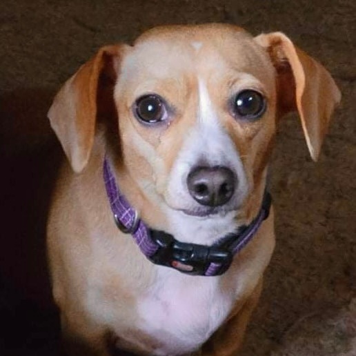 Jewel, an adoptable Chiweenie Mix in Rochester, NY_image-1