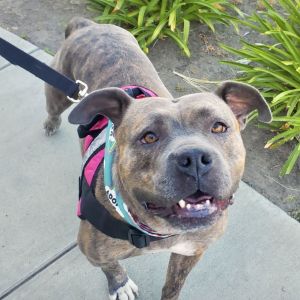 Pixel, Adult Female Terrier
