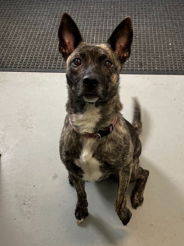 Padme’, an adoptable Mixed Breed in Big Rapids, MI_image-1