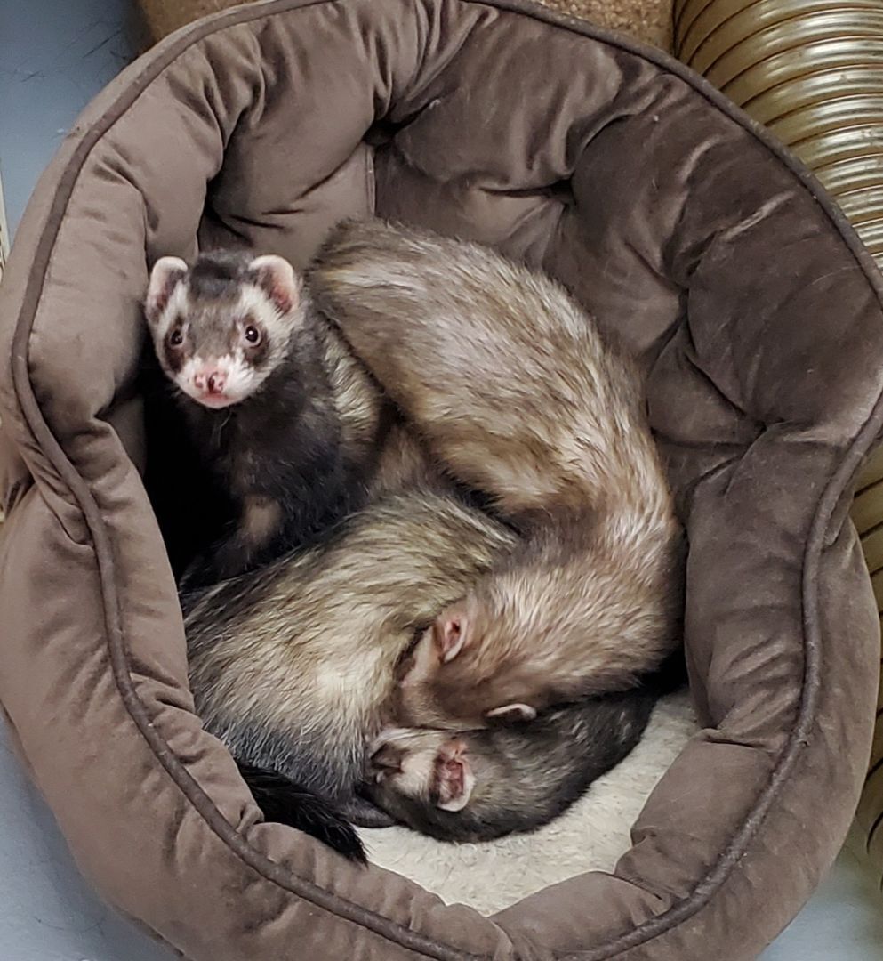 Ferret for adoption Kodo Podo and Micah, a Ferret in Randolph, NJ