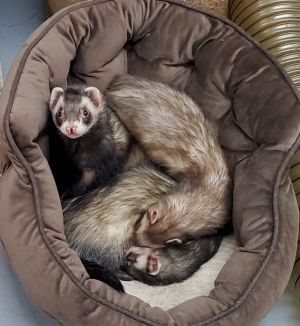 Kodo Podo and Micah