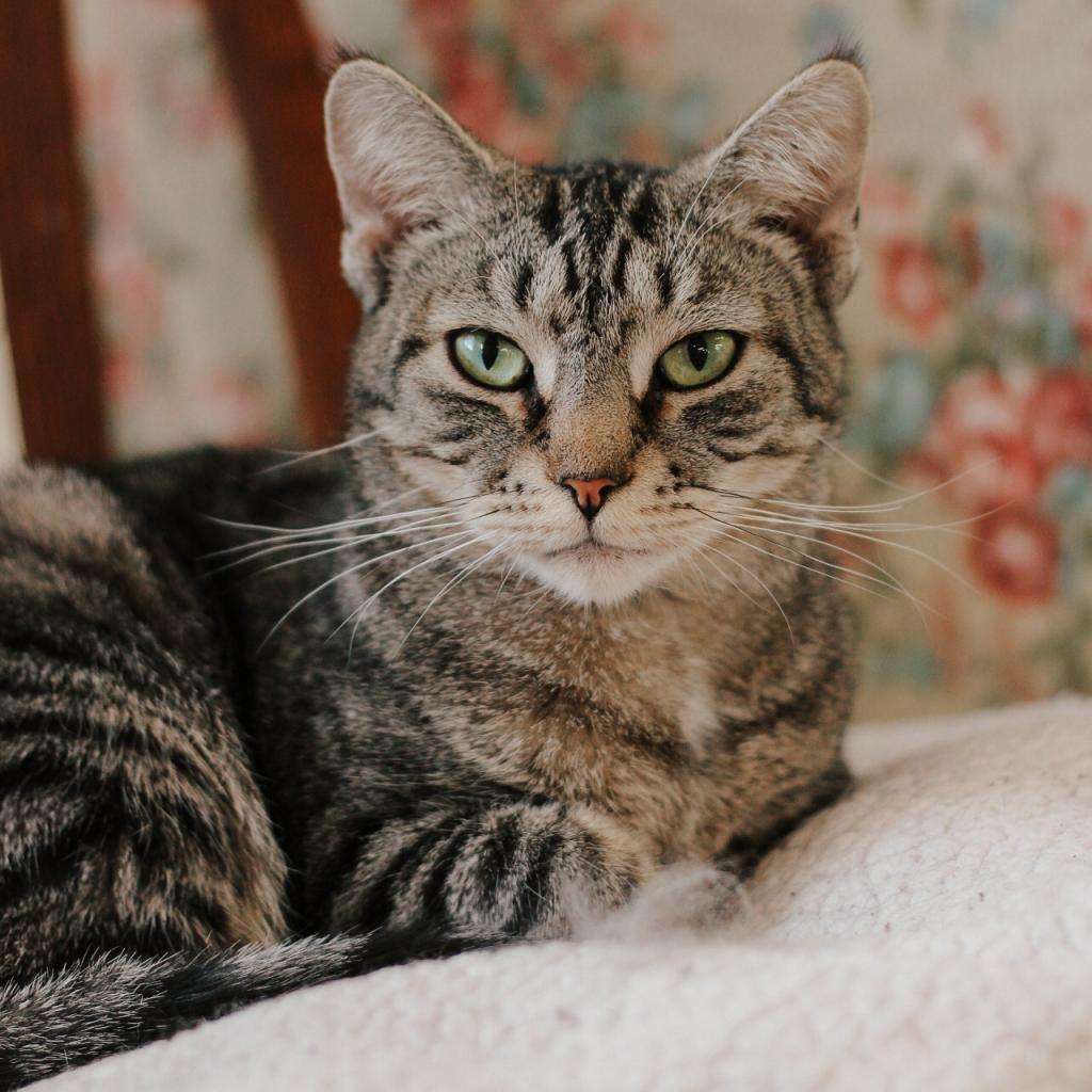 Dolce, an adoptable Domestic Short Hair in East Smithfield , PA, 18817 | Photo Image 1