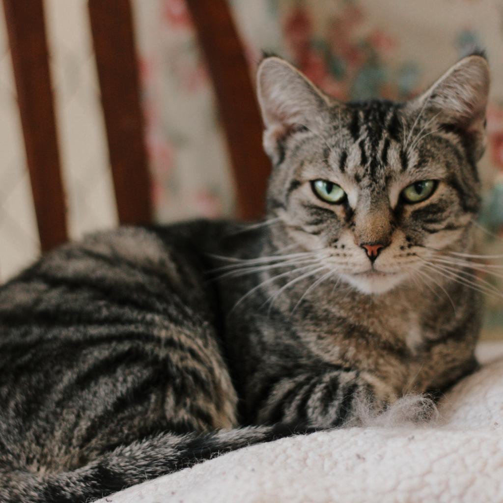 Dolce, an adoptable Domestic Short Hair in East Smithfield , PA, 18817 | Photo Image 2